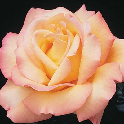 Hybrid Tea Rose Peace